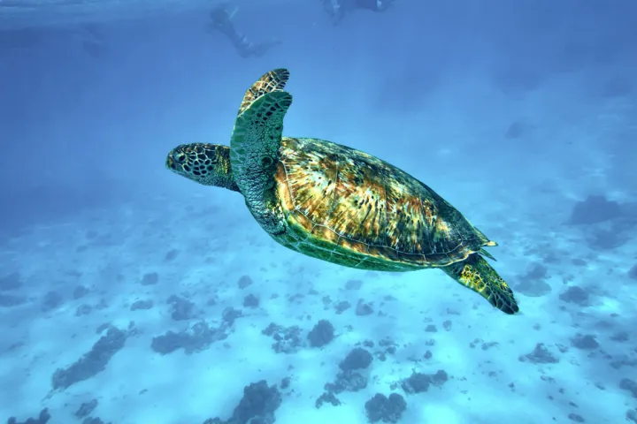 a turtle swimming under water