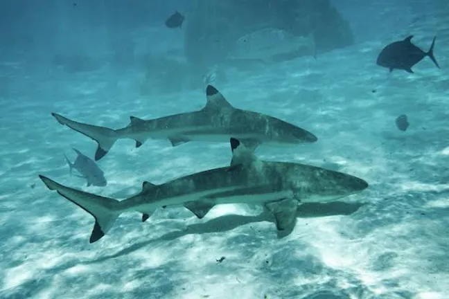 a fish swimming under water