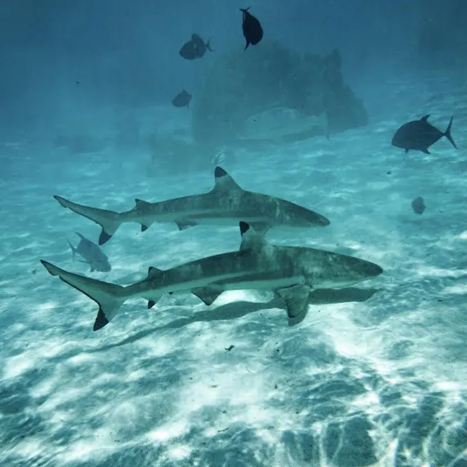 a fish swimming under water