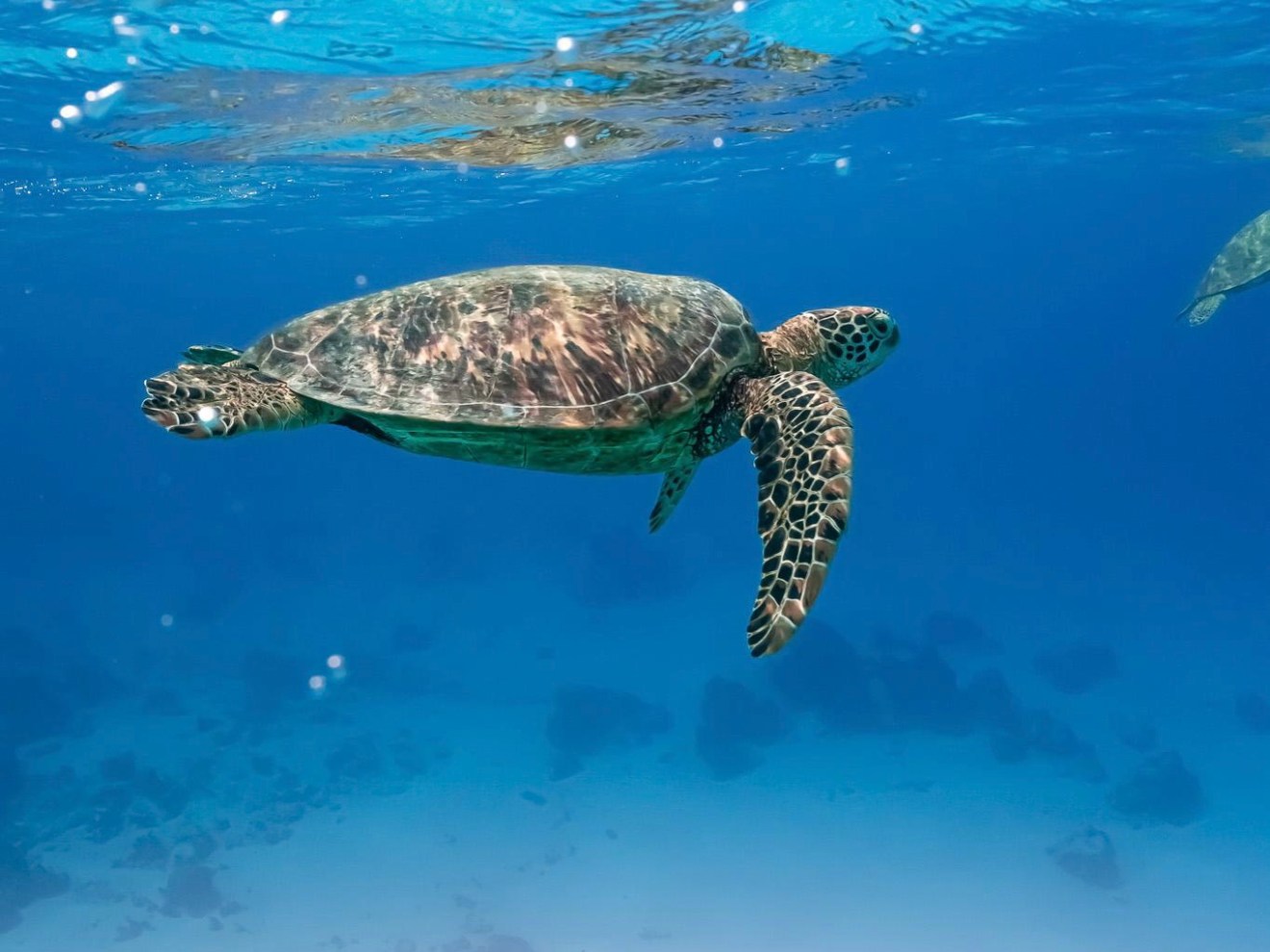 Sea turtle swimming underwater in clear blue ocean.